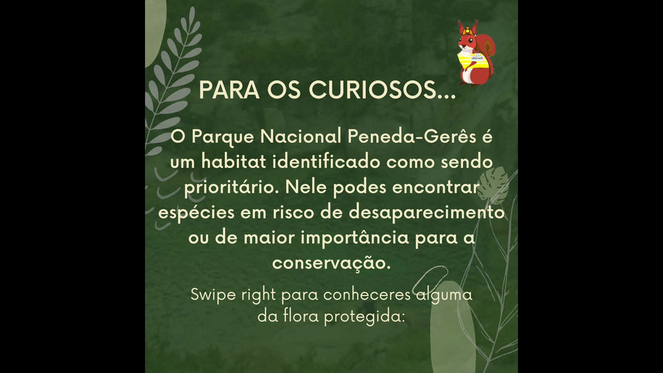Curiosidades sobre a flora
